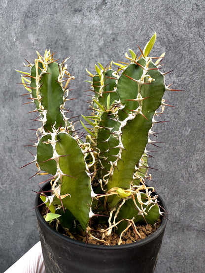 【現品限り】ユーフォルビア・ムランジーナ 実生【A104】 Euphorbia mlanjeana