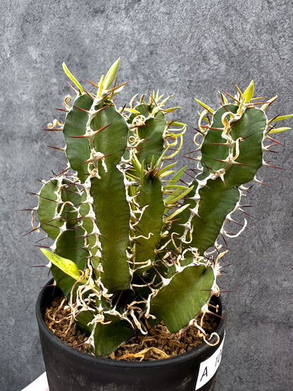 【現品限り】ユーフォルビア・ムランジーナ 実生【A104】 Euphorbia mlanjeana