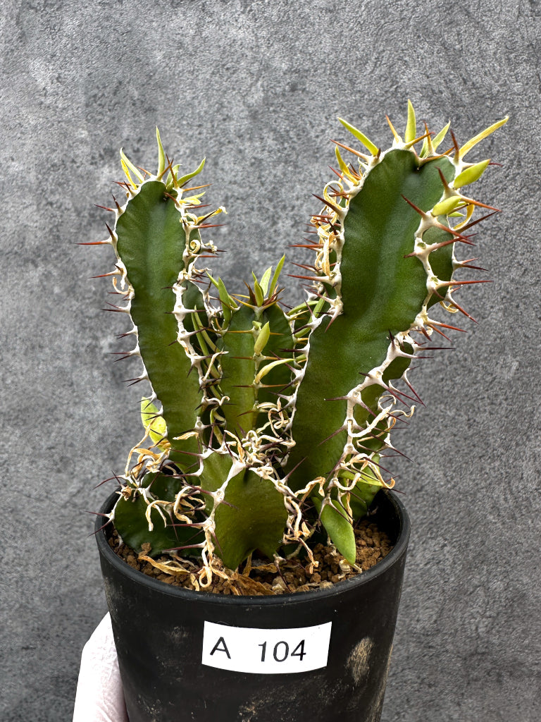 【現品限り】ユーフォルビア・ムランジーナ 実生【A104】 Euphorbia mlanjeana