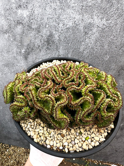 【現品限り】ユーフォルビア・ホリダ 綴化 希少【A105】 Euphorbia horrida crestata