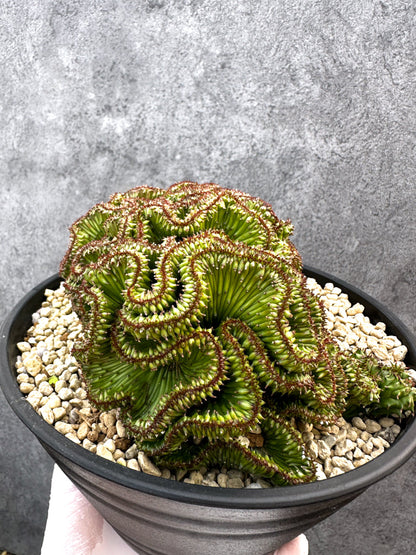 【現品限り】ユーフォルビア・ホリダ 綴化 希少【A105】 Euphorbia horrida crestata