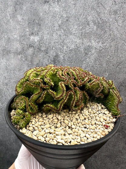 【現品限り】ユーフォルビア・ホリダ 綴化 希少【A105】 Euphorbia horrida crestata