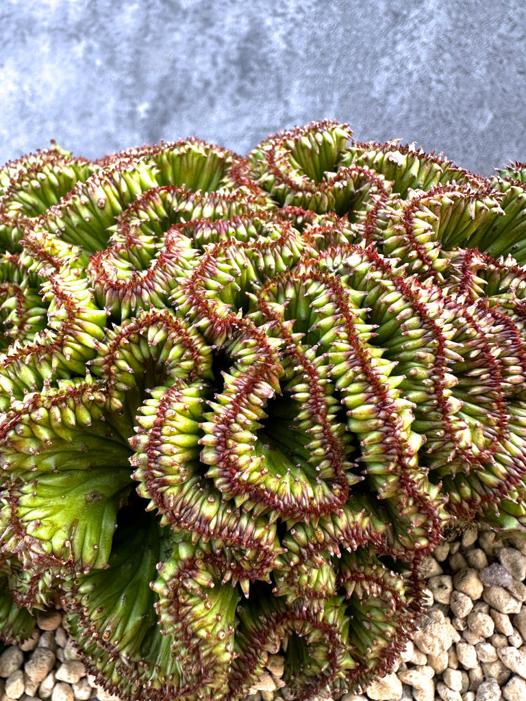 【現品限り】ユーフォルビア・ホリダ 綴化 希少【A105】 Euphorbia horrida crestata