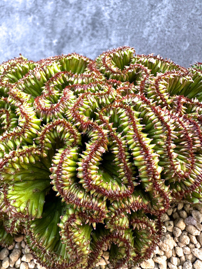 【現品限り】ユーフォルビア・ホリダ 綴化 希少【A105】 Euphorbia horrida crestata