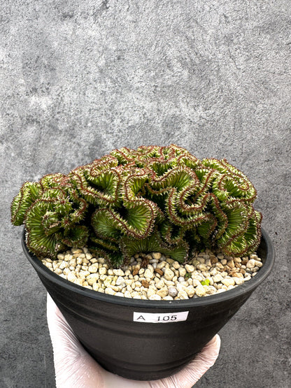 【現品限り】ユーフォルビア・ホリダ 綴化 希少【A105】 Euphorbia horrida crestata