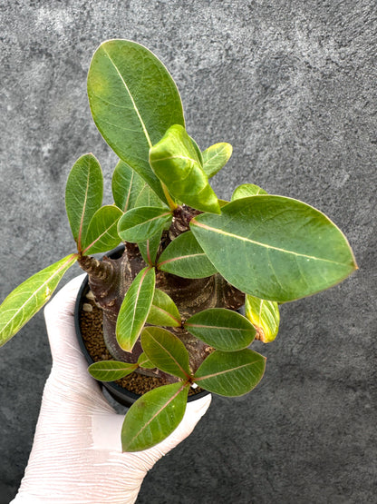 【現品限り】アデニウム・アラビカム ブラックスキン 特選【A106】 Adenium arabicum 'Black skin'