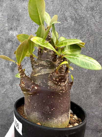 【現品限り】アデニウム・アラビカム ブラックスキン 特選【A106】 Adenium arabicum 'Black skin'