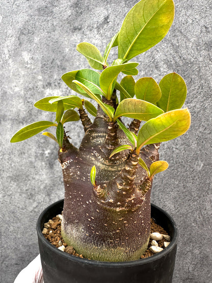 【現品限り】アデニウム・アラビカム ブラックスキン 特選【A106】 Adenium arabicum 'Black skin'