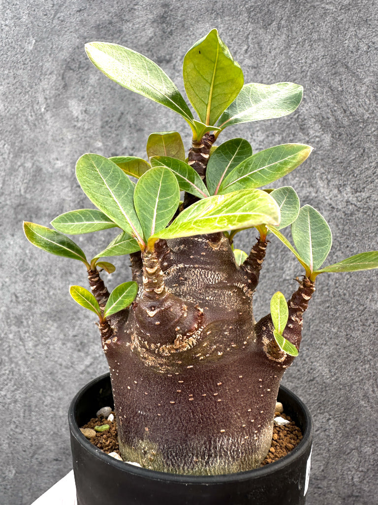 【現品限り】アデニウム・アラビカム ブラックスキン 特選【A106】 Adenium arabicum 'Black skin'