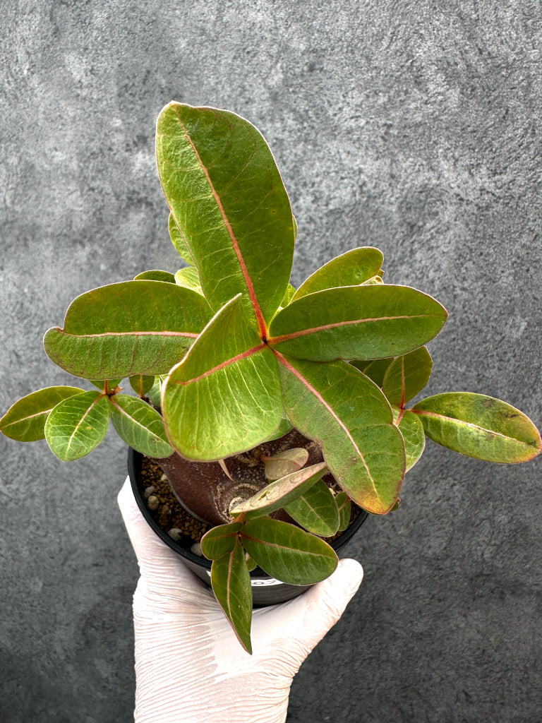【現品限り】アデニウム・アラビカム ブラックスキン 特選【A107】 Adenium arabicum 'Black skin'