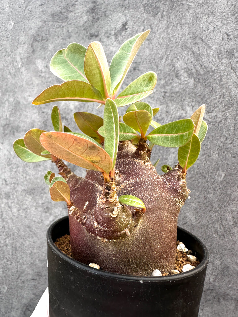 【現品限り】アデニウム・アラビカム ブラックスキン 特選【A107】 Adenium arabicum 'Black skin'