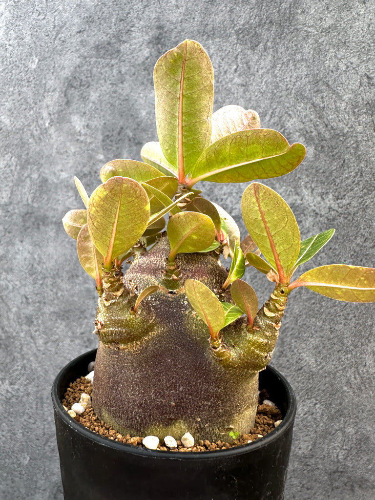 【現品限り】アデニウム・アラビカム ブラックスキン 特選【A107】 Adenium arabicum 'Black skin'