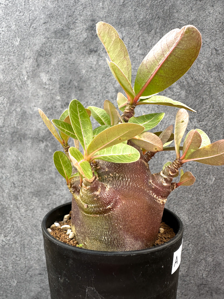 【現品限り】アデニウム・アラビカム ブラックスキン 特選【A107】 Adenium arabicum 'Black skin'