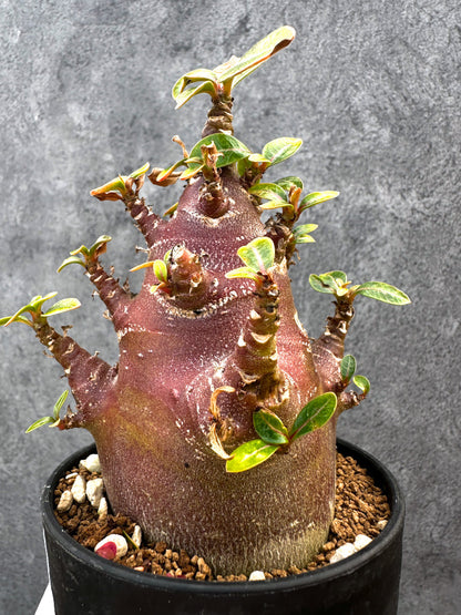 【現品限り】アデニウム・アラビカム ブラックスキン 特選【A108】 Adenium arabicum 'Black skin'