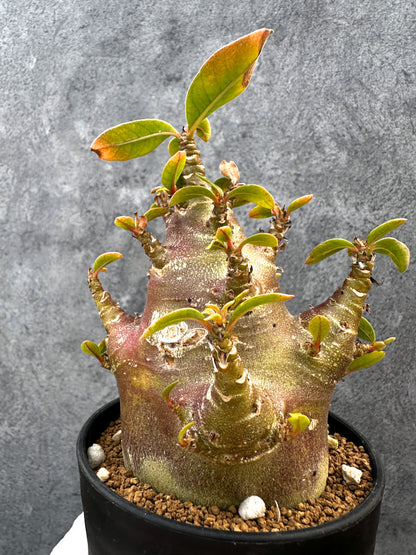 【現品限り】アデニウム・アラビカム ブラックスキン 特選【A108】 Adenium arabicum 'Black skin'