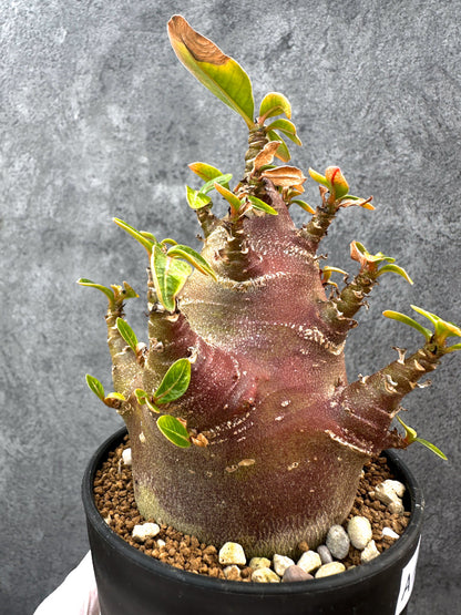 【現品限り】アデニウム・アラビカム ブラックスキン 特選【A108】 Adenium arabicum 'Black skin'
