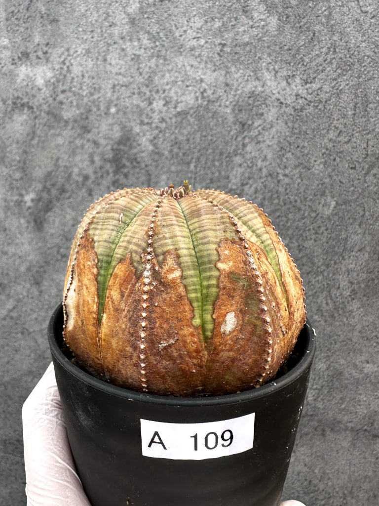 【現品限り】ユーフォルビア・オベサ レア【A109】 Euphorbia obesa