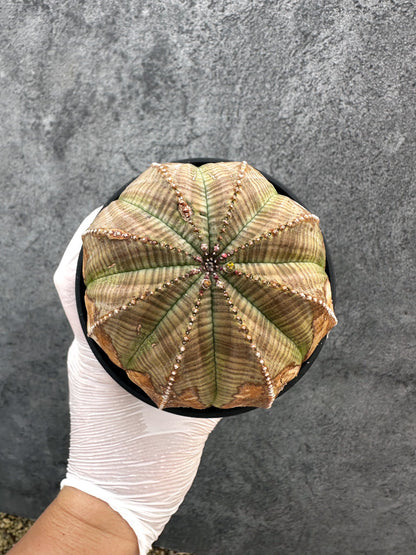 【現品限り】ユーフォルビア・オベサ レア【A109】 Euphorbia obesa
