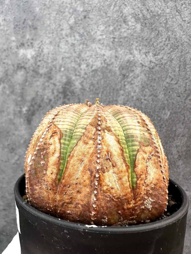 【現品限り】ユーフォルビア・オベサ レア【A109】 Euphorbia obesa
