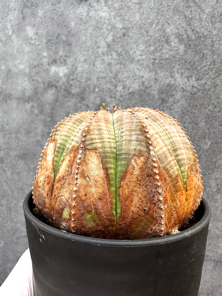 【現品限り】ユーフォルビア・オベサ レア【A109】 Euphorbia obesa