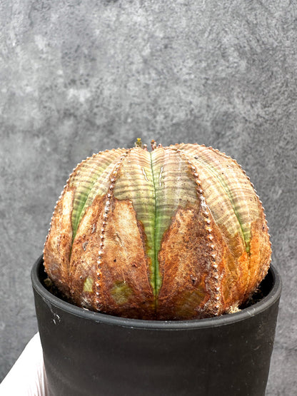 【現品限り】ユーフォルビア・オベサ レア【A109】 Euphorbia obesa
