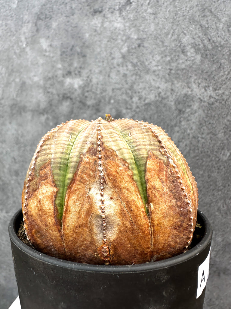 【現品限り】ユーフォルビア・オベサ レア【A109】 Euphorbia obesa
