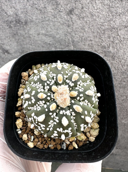 【現品限り】アストロフィツム・スーパー兜 実生【A10】 Astrophytum Super Kabuto