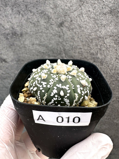 【現品限り】アストロフィツム・スーパー兜 実生【A10】 Astrophytum Super Kabuto