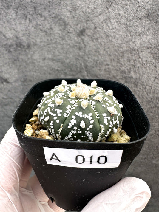 【現品限り】アストロフィツム・スーパー兜 実生【A10】 Astrophytum Super Kabuto