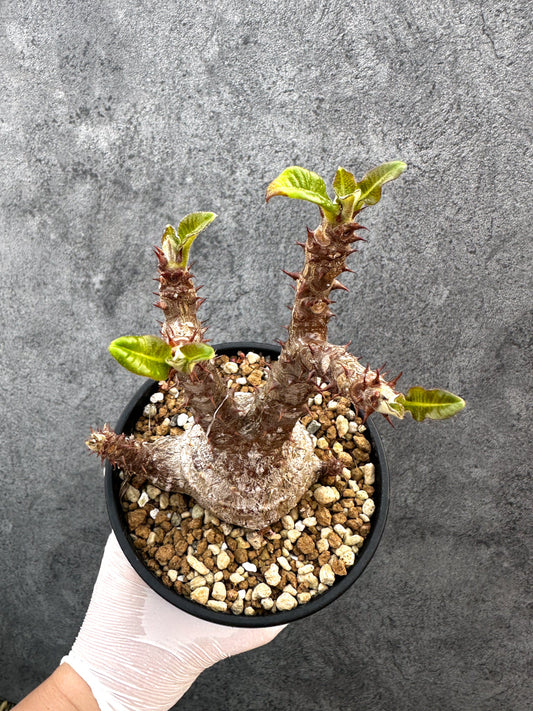【現品限り】パキポディウム・ウィンゾリー 実生　大株 開花株【A110】 Pachypodium windsorii