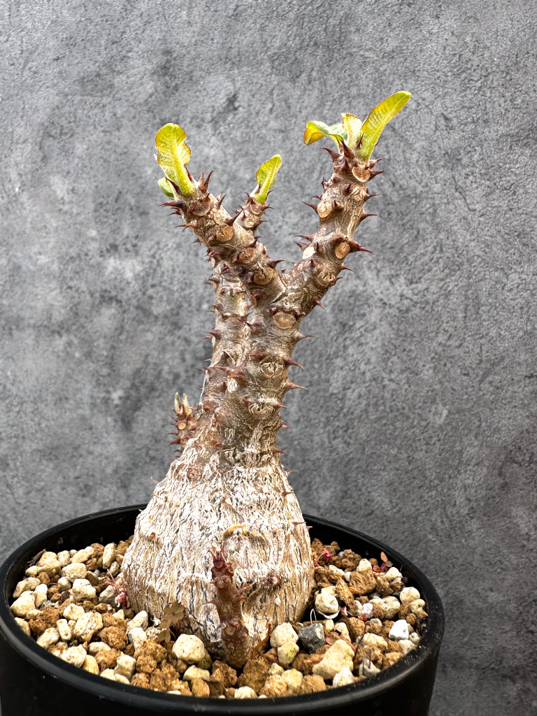 【現品限り】パキポディウム・ウィンゾリー 実生　大株 開花株【A110】 Pachypodium windsorii