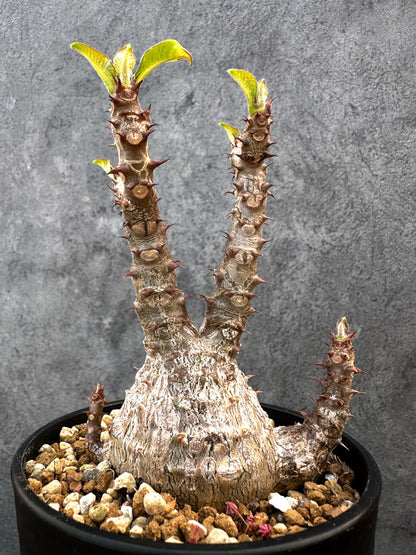 【現品限り】パキポディウム・ウィンゾリー 実生　大株 開花株【A110】 Pachypodium windsorii