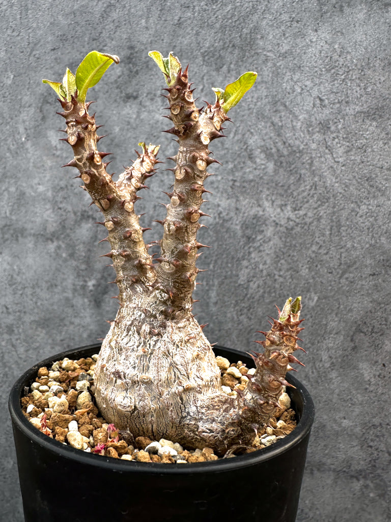 【現品限り】パキポディウム・ウィンゾリー 実生　大株 開花株【A110】 Pachypodium windsorii