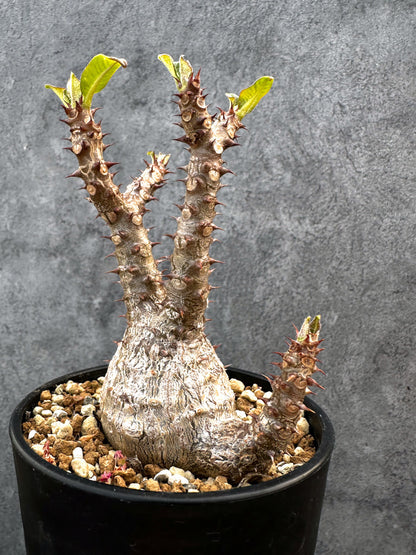【現品限り】パキポディウム・ウィンゾリー 実生　大株 開花株【A110】 Pachypodium windsorii