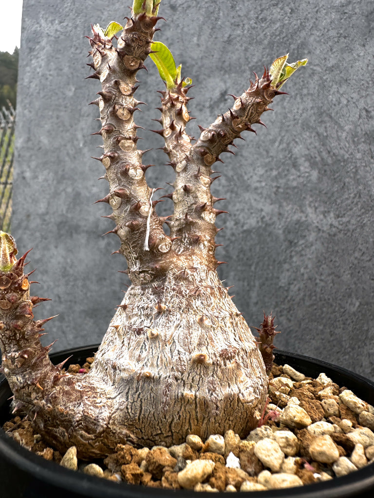 【現品限り】パキポディウム・ウィンゾリー 実生　大株 開花株【A110】 Pachypodium windsorii