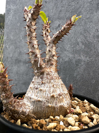 【現品限り】パキポディウム・ウィンゾリー 実生　大株 開花株【A110】 Pachypodium windsorii