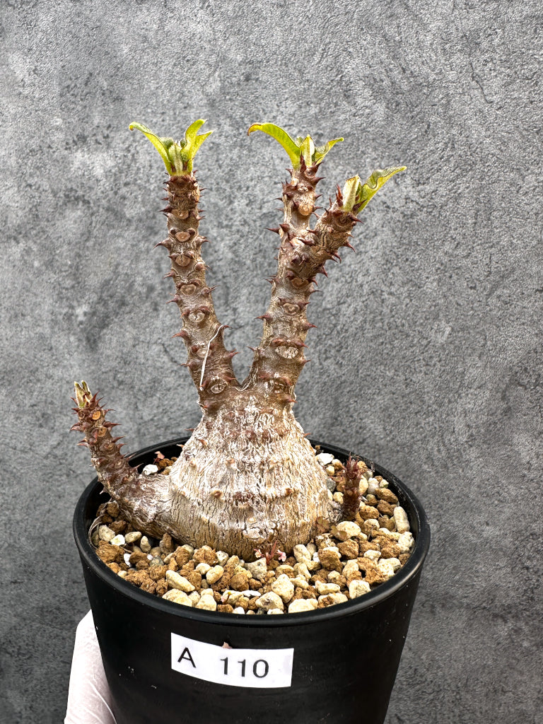 新着の植物 – Page 30 – プラントブラザーズ