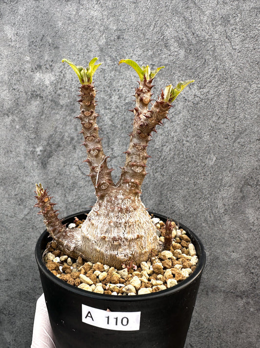 【現品限り】パキポディウム・ウィンゾリー 実生　大株 開花株【A110】 Pachypodium windsorii