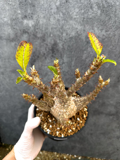 【現品限り】パキポディウム・ウィンゾリー 実生　大株 開花株【A111】 Pachypodium windsorii