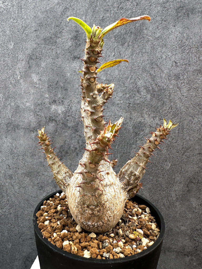 【現品限り】パキポディウム・ウィンゾリー 実生　大株 開花株【A111】 Pachypodium windsorii