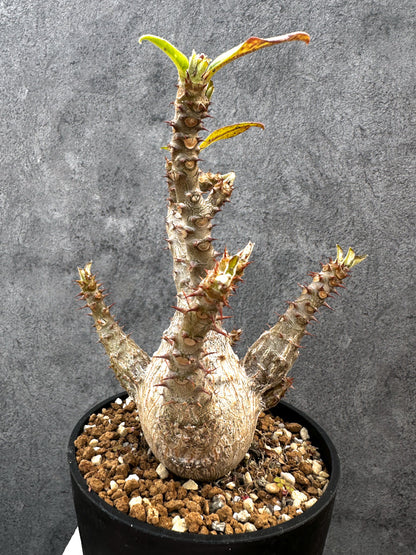 【現品限り】パキポディウム・ウィンゾリー 実生　大株 開花株【A111】 Pachypodium windsorii