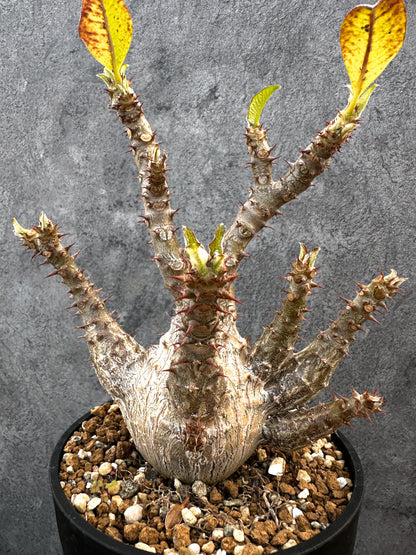 【現品限り】パキポディウム・ウィンゾリー 実生　大株 開花株【A111】 Pachypodium windsorii