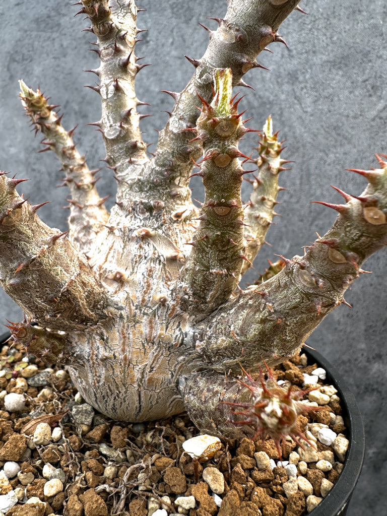 【現品限り】パキポディウム・ウィンゾリー 実生　大株 開花株【A111】 Pachypodium windsorii