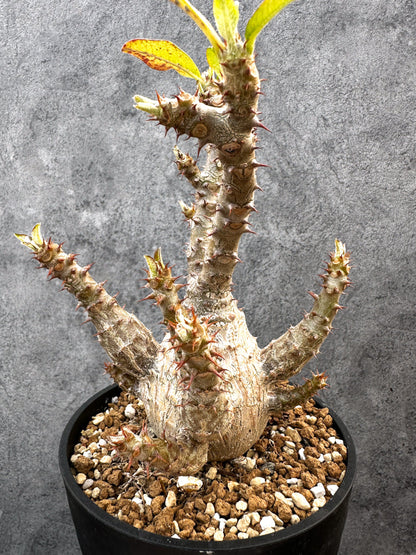 【現品限り】パキポディウム・ウィンゾリー 実生　大株 開花株【A111】 Pachypodium windsorii