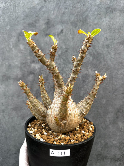 【現品限り】パキポディウム・ウィンゾリー 実生　大株 開花株【A111】 Pachypodium windsorii