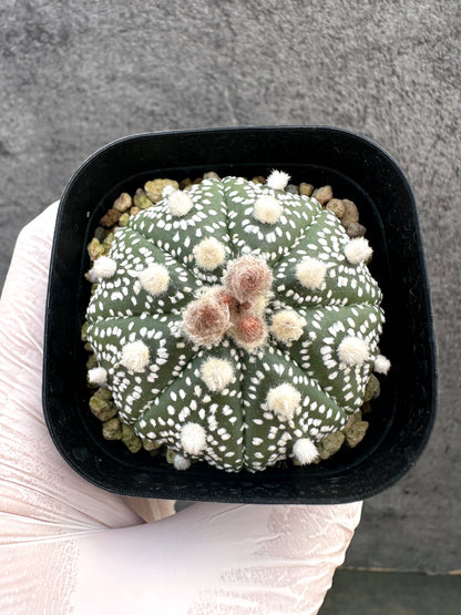 【現品限り】アストロフィツム・スーパー兜 実生【A11】 Astrophytum Super Kabuto