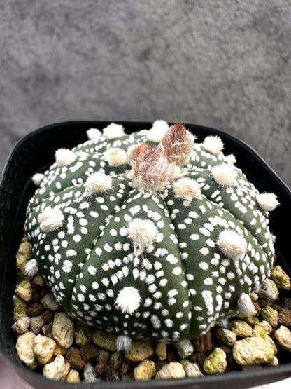 【現品限り】アストロフィツム・スーパー兜 実生【A11】 Astrophytum Super Kabuto