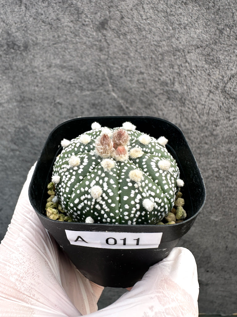 【現品限り】アストロフィツム・スーパー兜 実生【A11】 Astrophytum Super Kabuto