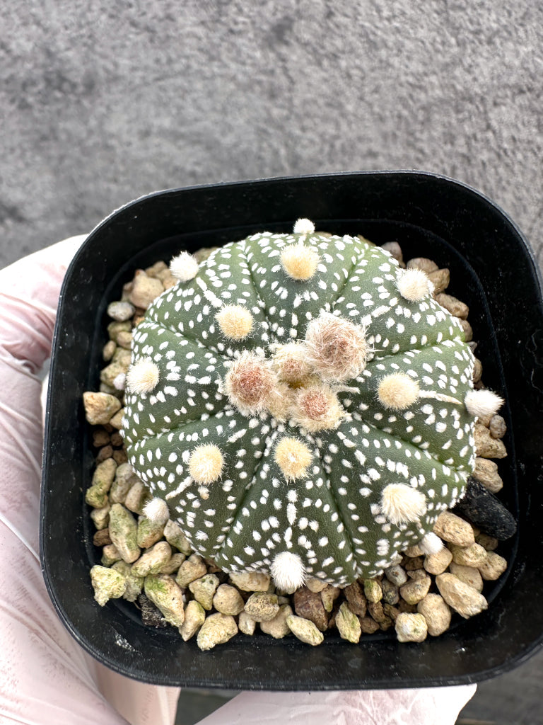 新着の植物 – Page 9 – プラントブラザーズ