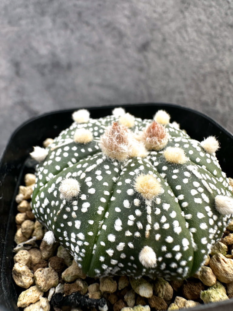 【現品限り】アストロフィツム・スーパー兜 実生【A12】 Astrophytum Super Kabuto